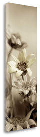 "Florison - 79" By Alan Blaustein, Giclee Print on Gallery Wrap Canvas