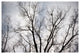 BARREN TREE, 30x45