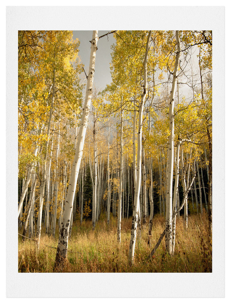 Deny Designs Bird Wanna Whistle Golden Aspen Art Print