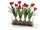 Waterlook® Crocus in Glass with Bark