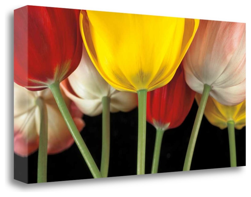 "Sunshine Tulips" By Assaf Frank, Giclee Print on Gallery Wrap Canvas