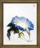 John La Farge Ipomoea (Morning Glory) Framed Premium Canvas Print, 20"x25"