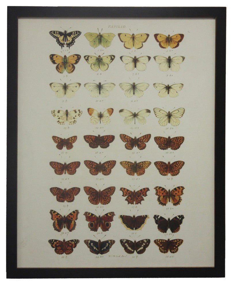 Multi Butterflies Papilio, Copper and Black Flat Moulding