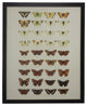 Multi Butterflies Papilio, Copper and Black Flat Moulding