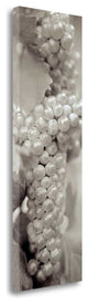 "Grapes Pano - 7" By Alan Blaustein, Giclee Print on Gallery Wrap Canvas