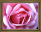 Our Original Collection Exquisite Pink Rose Framed Premium Canvas Print, 18"x24"