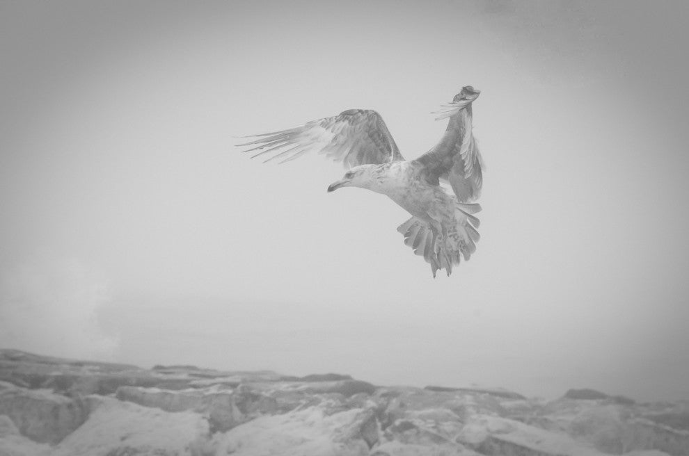 Seagull in the Mist Black & White Wildlife Photography Unframed Wall Art Print, 8" X 10"