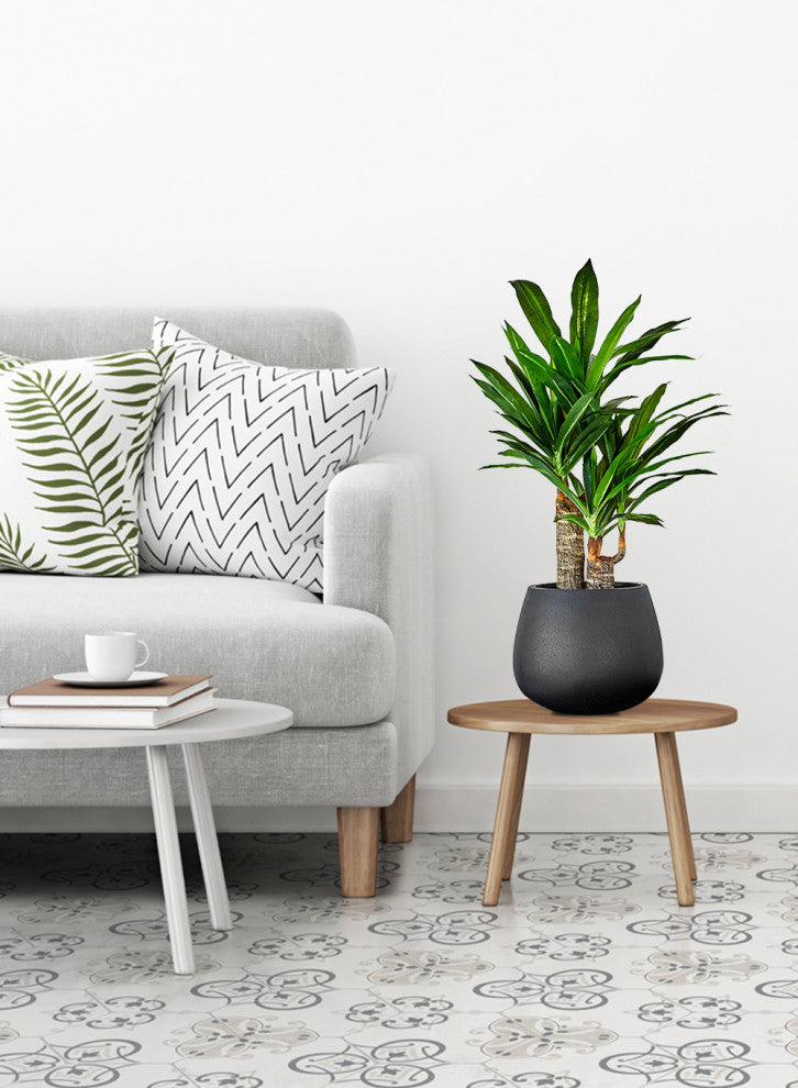 Faux Dracaena in Black Pot, 35"