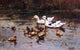 Johannes Frederik Hulk Ducks Having A Swim - 18" x 27" Premium Canvas Print