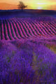 "High Summer Lavenders" Painting Print on Canvas by Chris Vest