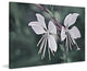 "Wonderful Whites" Painting Print on Canvas by Robertson