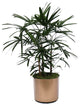 Live 4' Raphis Palm Package, Bronze