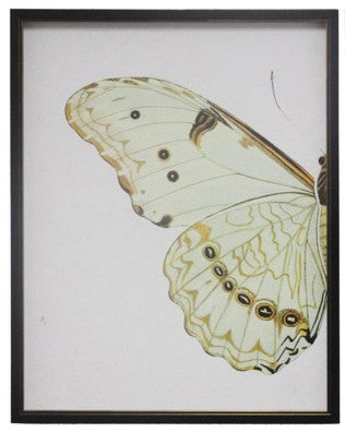 Split Pale Green Butterfly, Copper and Black Shadowbox, Left