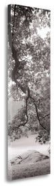 "Hampton Field Tree - 1" By Alan Blaustein, Giclee Print on Gallery Wrap Canvas