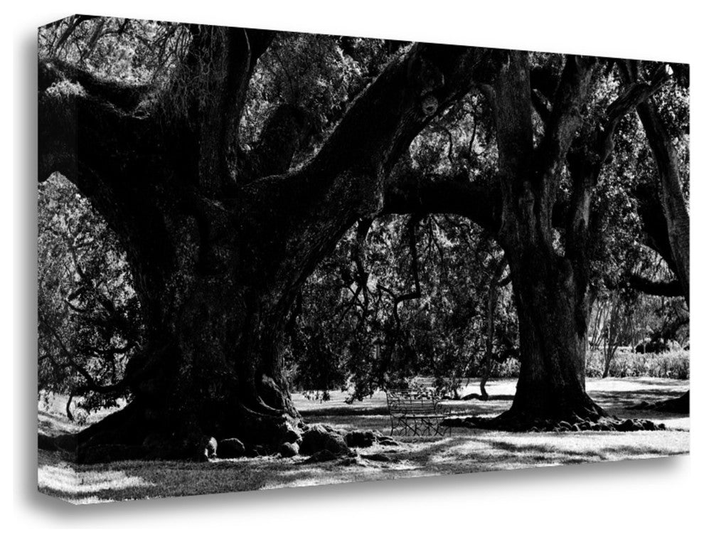 "Majestic Oaks II" By Jeff Maihara, Giclee Print on Gallery Wrap Canvas