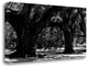 "Majestic Oaks II" By Jeff Maihara, Giclee Print on Gallery Wrap Canvas