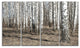 Beautiful Dense Birch Forest View, Modern Forest Canvas Art, 48"x28", 4 Panels