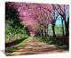 "Cherry Blossom Pathway in Chiang Mai" Landscape Wall Art, 40"x30"