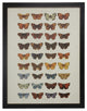 Multi Butterflies Papilio Plate 2, Copper and Black Flat Moulding