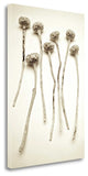 "Garden Bloom - 17" By Alan Blaustein, Giclee Print on Gallery Wrap Canvas