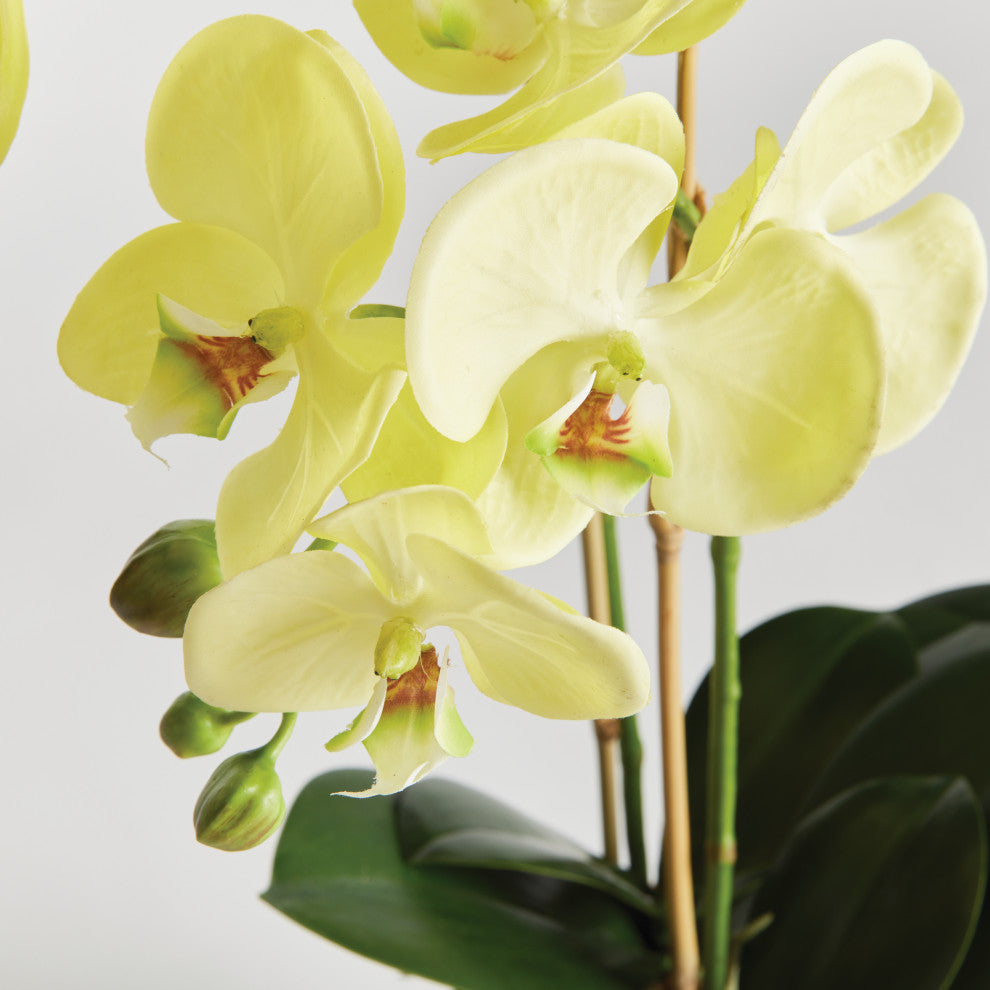 Phalaenopsis Orchid Drop-In 23", Yellow