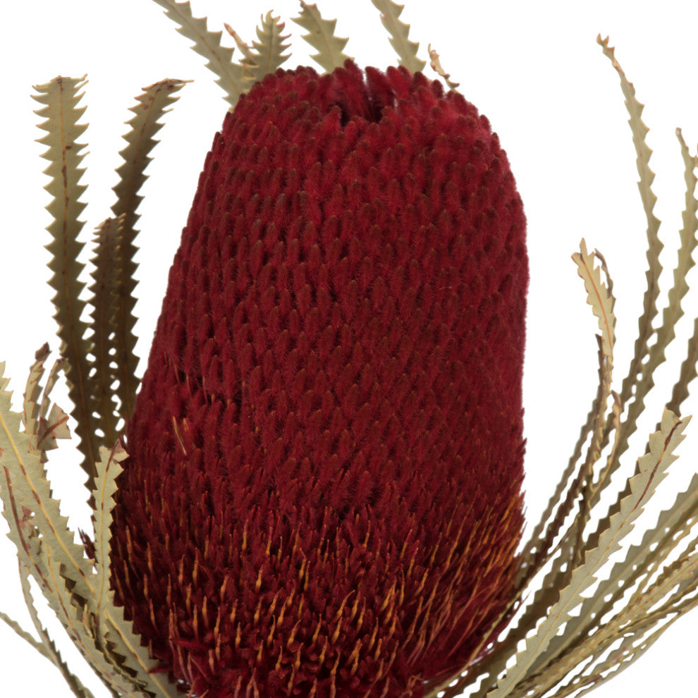 Vickerman 12" Natural Jumbo Banksia Flower With Stem, Dried 2 Pack, Red