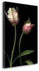 "Parrot Tulips I" By Andrew Levine, Giclee Print on Gallery Wrap Canvas