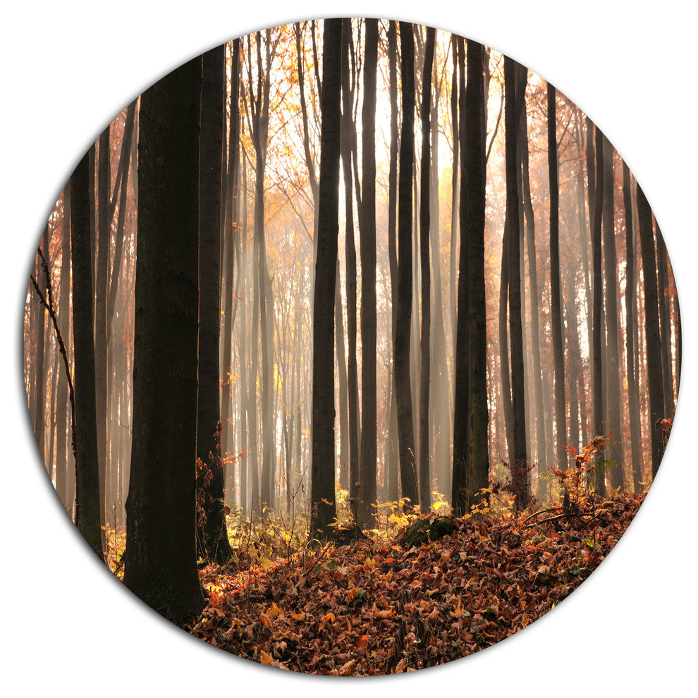 Dark Thick Woods In Fall Forest, Forest Disc Metal Wall Art, 23"