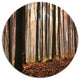 Dark Thick Woods In Fall Forest, Forest Disc Metal Wall Art, 23"