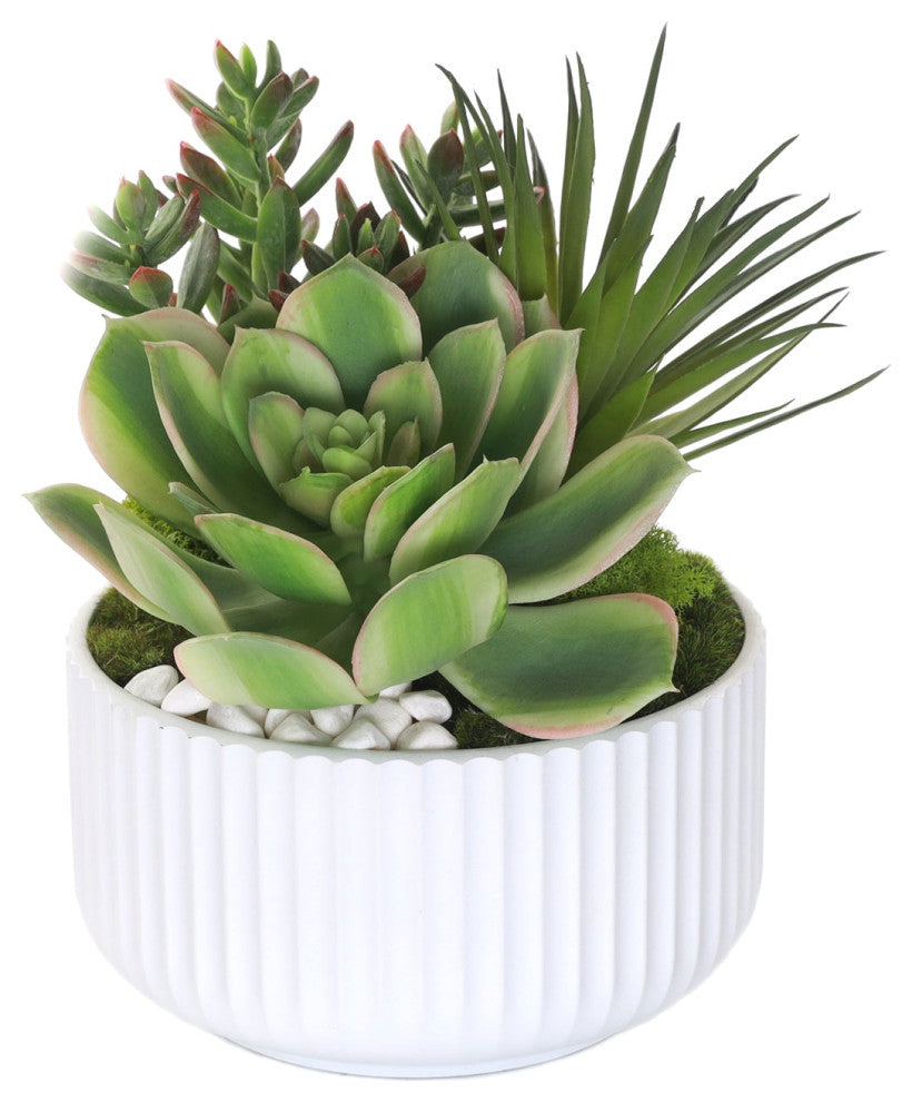 Succulents Arrangement With White Rocks, White Pot