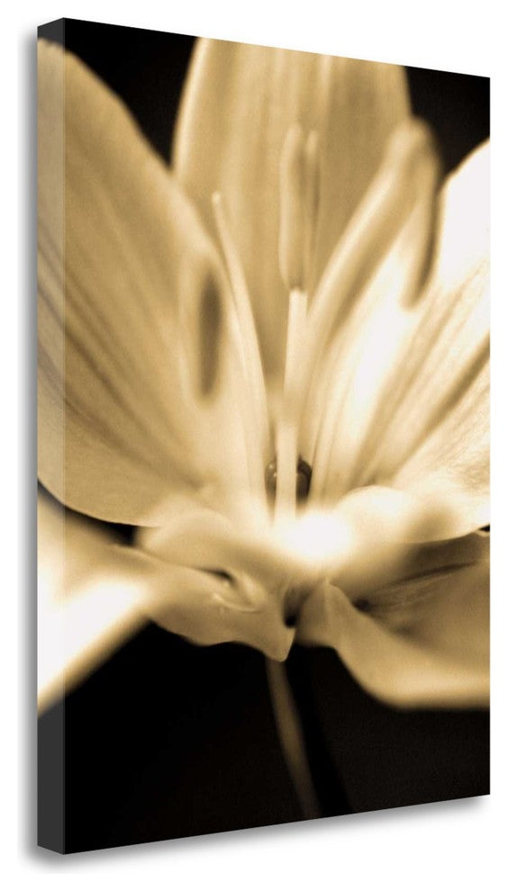"Radiance III" By Cinzia Ryan,Ready to Hang Giclee Print on Gallery Wrap Canvas
