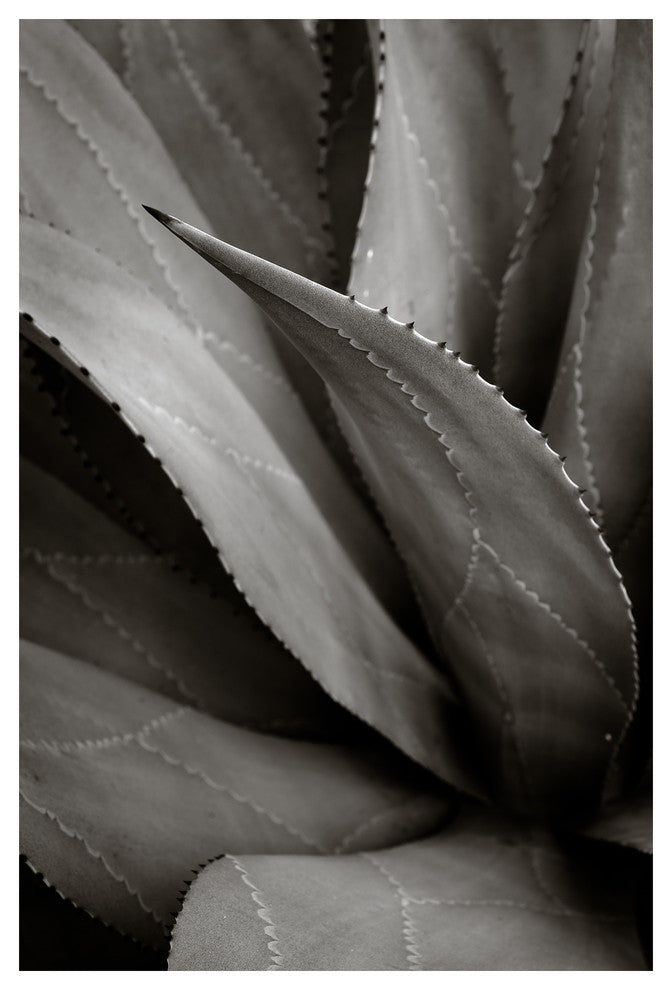 AGAVE #4, Black and White, 20x30