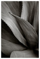 AGAVE #4, Black and White, 20x30