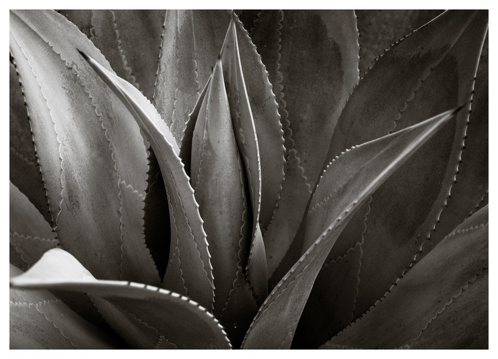 AGAVE #8, 16x24