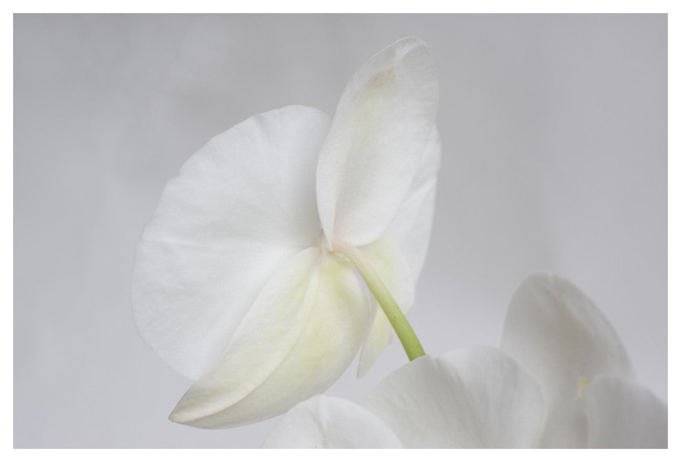 WHITE PHALENOPSIS, 40x60