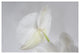 WHITE PHALENOPSIS, 40x60