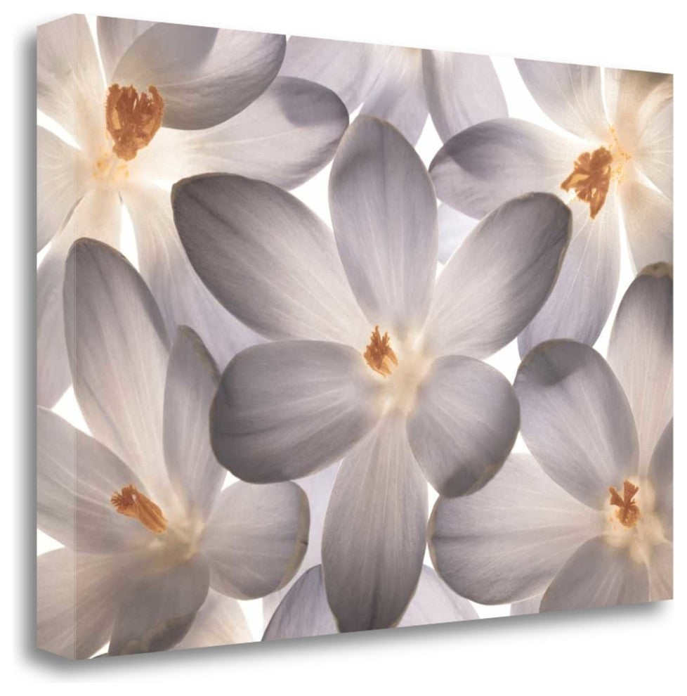 "Petal Perfect" By Assaf Frank,Ready to Hang Giclee Print on Gallery Wrap Canvas