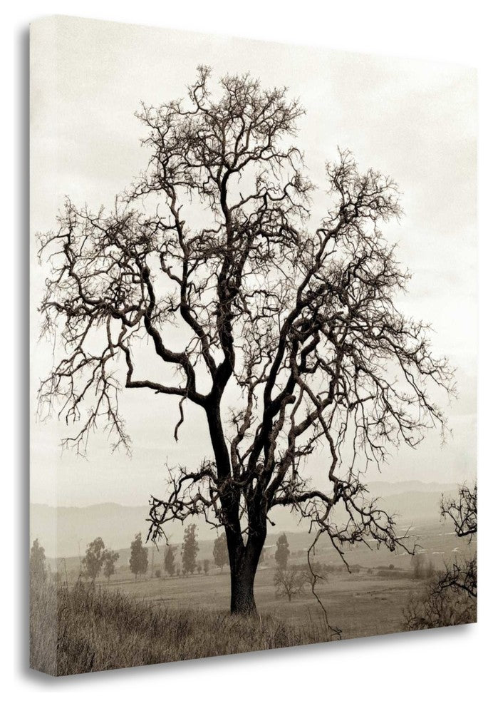 "Sonoma Oak - 1" By Alan Blaustein, Giclee Print on Gallery Wrap Canvas