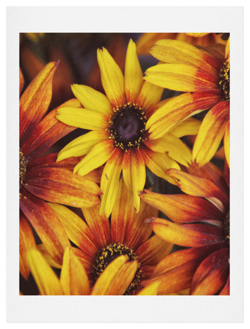 Deny Designs Shannon Clark Sunshine Petals Art Print