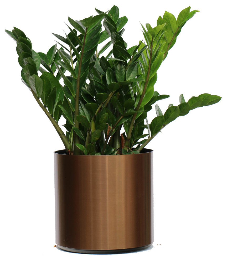 Live 2' Zamioculcas Zamiifolia (ZZ) Package, Bronze