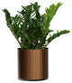 Live 2' Zamioculcas Zamiifolia (ZZ) Package, Bronze