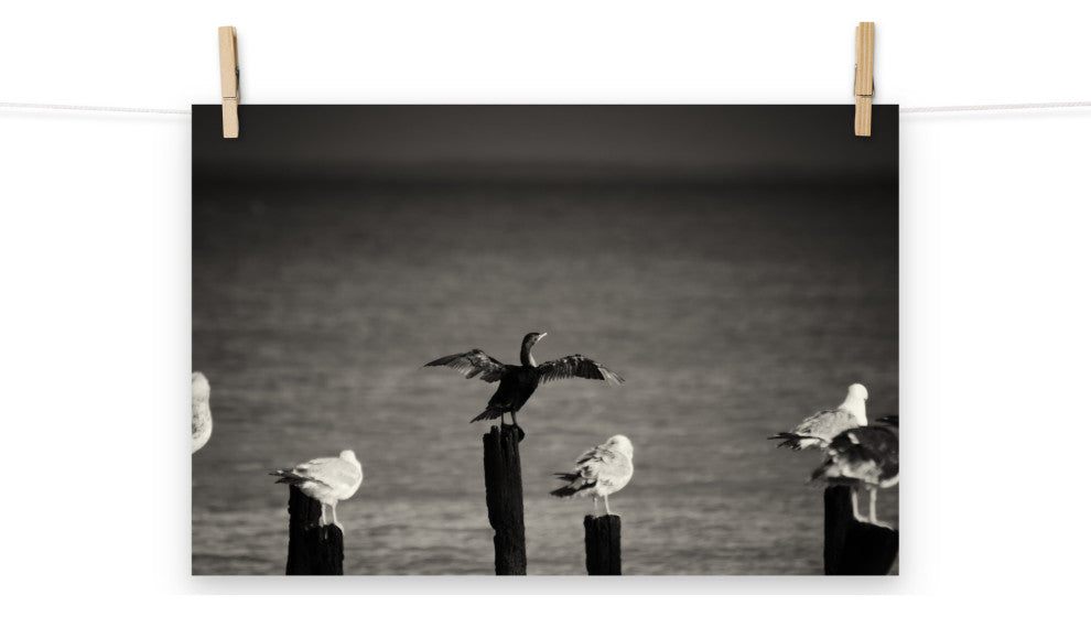 Drying Wings After Storm (Birds) Wildlife Photography Unframed Wall Art Print, 12" X 18"