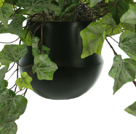 Trailing Ivy in a Ceramic Pot