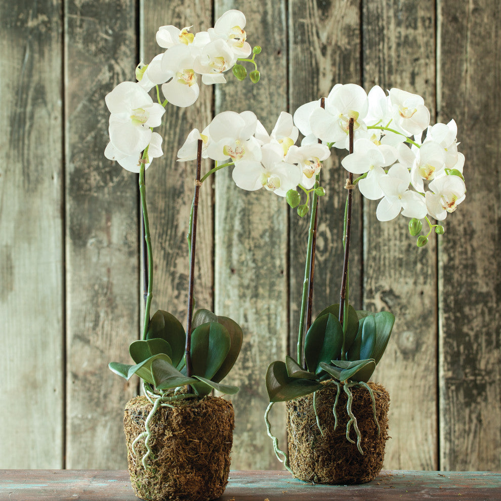 Hand-Crafted Orchid Drop-In Plant with Root Ball, 23"