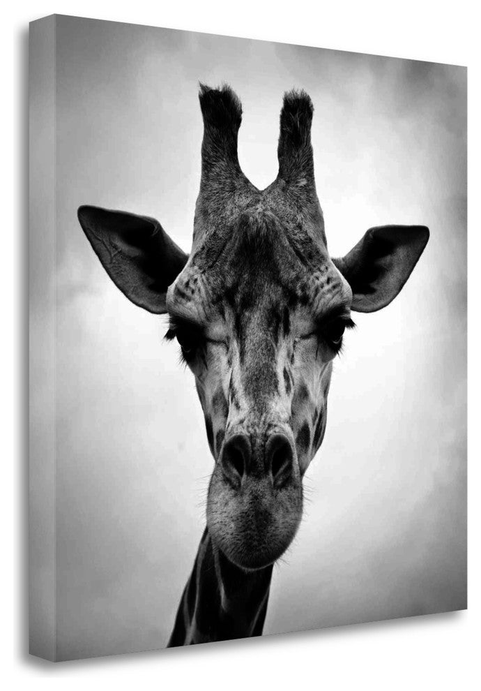 "Giraffe" By Photoinc Studio, Giclee Print on Gallery Wrap Canvas, Ready to Hang