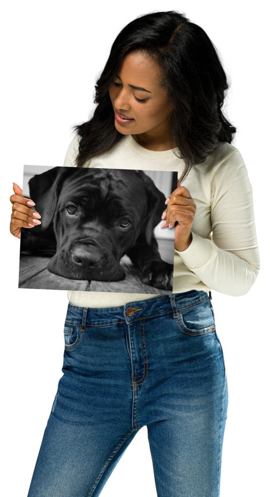Black Cane Corso on Porch Black & White Dog Photograph Unframed Wall Art Print, 8" X 10"