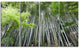 "Dense Bamboo Forest of Japan" Forest Canvas Wall Art Print, 4 Panels, 48"x28"