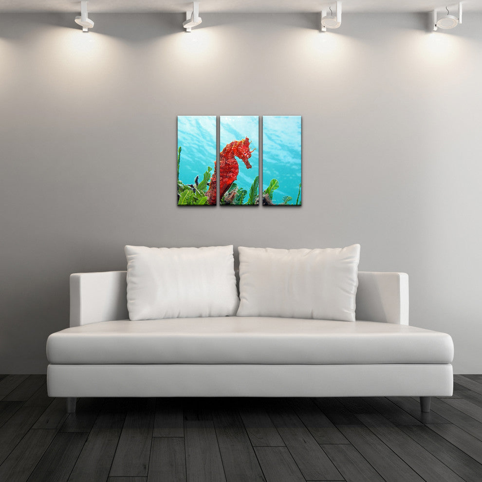 Ready2hangart Christopher Doherty Photography 'Seahorse' 3-PC Canvas Art Set
