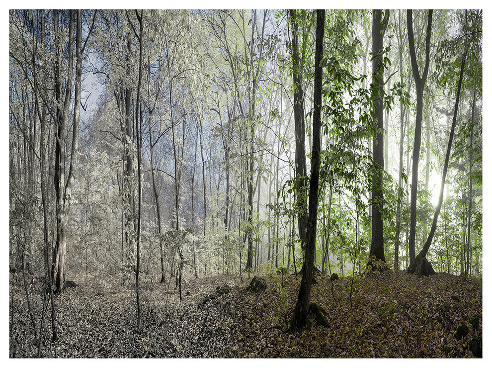 Green Morning in Forest Panorama, Landscape Canvas Art Print, 40"x30"