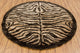 Amazon Contemporary Area Rug, 7'9" Round